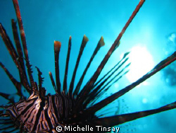 Common lion fish at arco point in bohol. shooting with my... by Michelle Tinsay 
